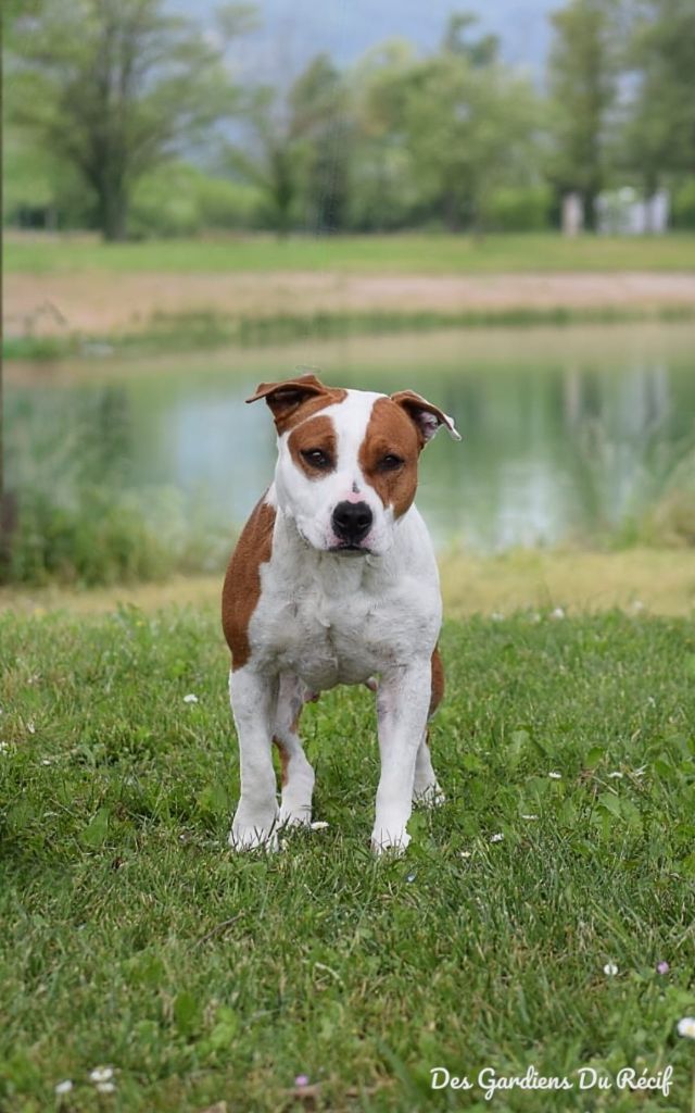 Sully In The Dream of The Night