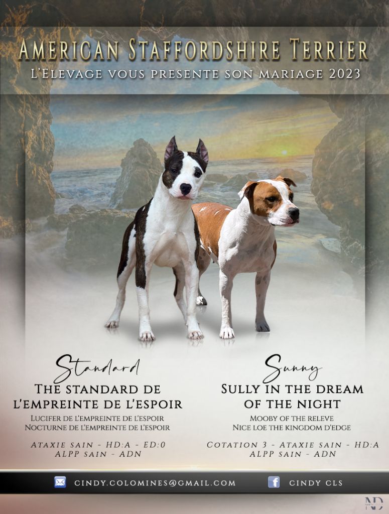 Chiot American Staffordshire Terrier Des Gardiens Du Récif